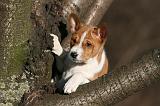 BASENJI 243